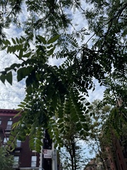 Gleditsia triacanthos