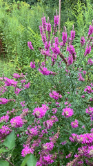 Lythrum salicaria