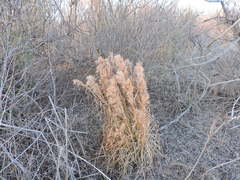 Andropogon glomeratus