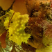 Darwinella australiensis - Photo (c) imogenisunderwater, algunos derechos reservados (CC BY-NC), subido por imogenisunderwater