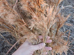 Andropogon glomeratus