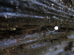Mycena aciculata