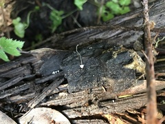 Mycena aciculata