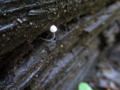 Mycena aciculata