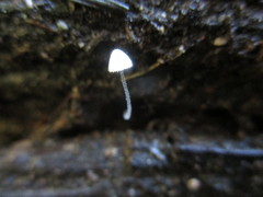 Mycena aciculata