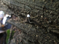 Mycena aciculata