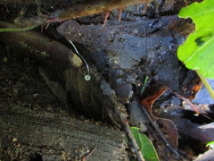 Mycena aciculata
