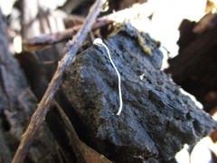 Mycena aciculata