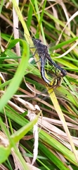 Sympetrum danae
