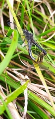 Sympetrum danae