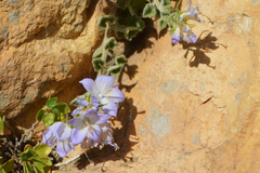 Campanula fragilis cavolinii