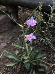 Penstemon leiophyllus
