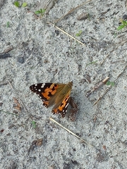 Vanessa cardui