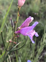Penstemon leiophyllus