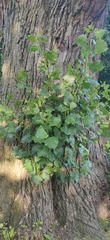 Populus nigra