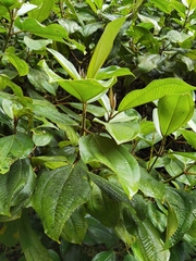 Miconia subhirsuta