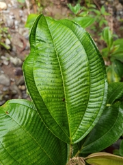 Miconia subhirsuta