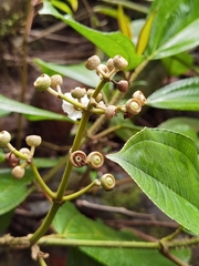 Miconia subhirsuta