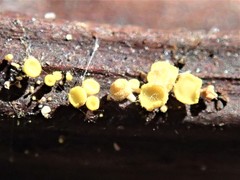 Lachnum pteridophyllum