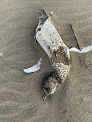 Spheniscus magellanicus