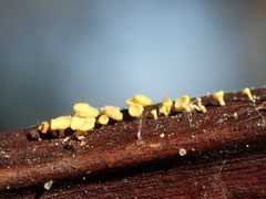 Lachnum pteridophyllum