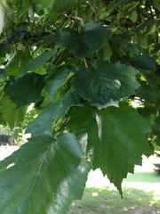 Corylus ferox