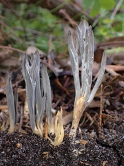 Clavulina tasmanica