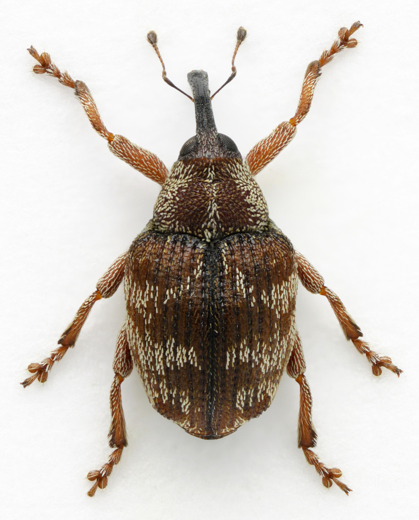 Coeliodes