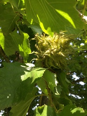Corylus ferox