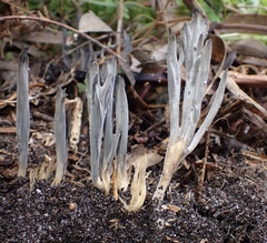 Clavulina tasmanica