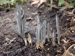 Clavulina tasmanica