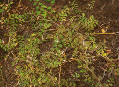 Lobelia perpusilla
