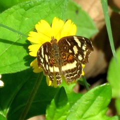 Anthanassa drusilla