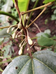 Hampea appendiculata