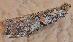Olybria aliculella