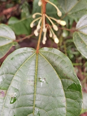 Hampea appendiculata