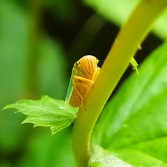 Cicadella viridis
