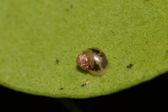 Elasmias wakefieldiae