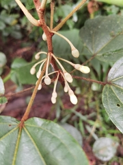 Hampea appendiculata