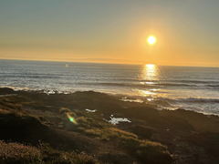 Eschrichtius robustus