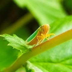 Cicadella viridis