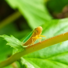 Cicadella viridis