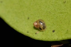 Elasmias wakefieldiae