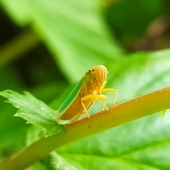 Cicadella viridis