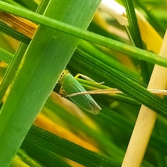 Cicadella viridis