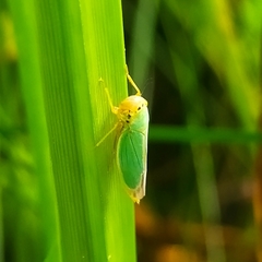 Cicadella viridis