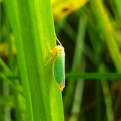 Cicadella viridis