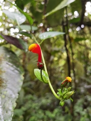 Centropogon granulosus