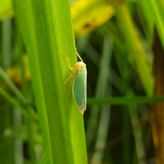 Cicadella viridis