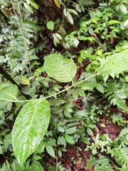 Centropogon granulosus